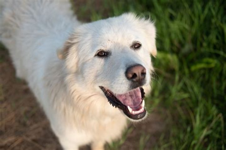 Dog in 'The Walking Dead'