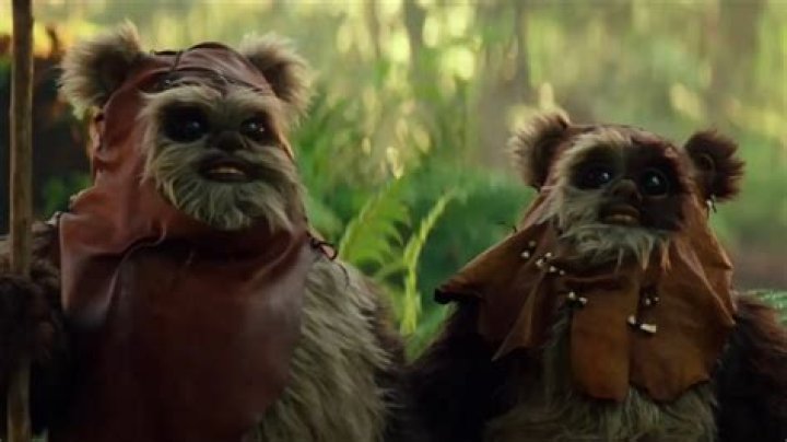Pommet Ewoks are looking straight ahead.