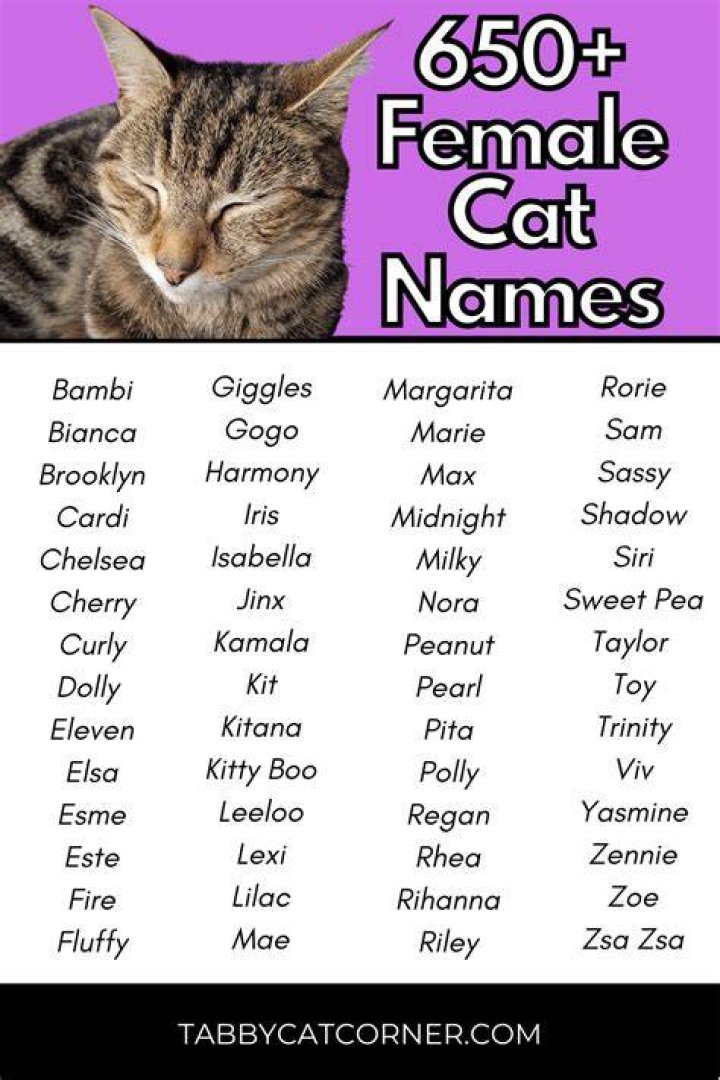 What is the cats name in Bedknobs and Broomsticks?