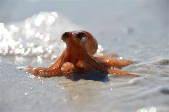 What is the little octopus in Finding Nemo?